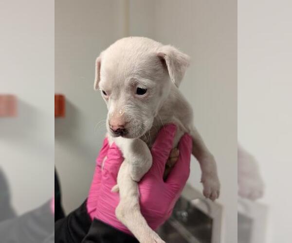 Medium Photo #1 Mutt Puppy For Sale in Bakersfield, CA, USA