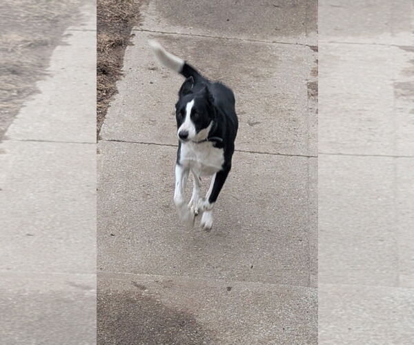 Medium Photo #2 Border Collie Puppy For Sale in Alexander, AR, USA