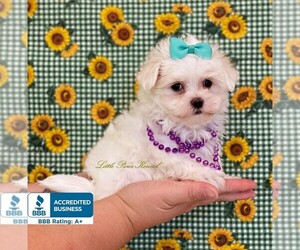Maltese Puppy for sale in WINNSBORO, LA, USA