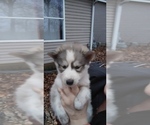 Small Photo #5 Siberian Husky Puppy For Sale in TERRE HAUTE, IN, USA