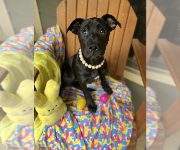 Medium Photo #10 Mutt Puppy For Sale in Imlay City, MI, USA