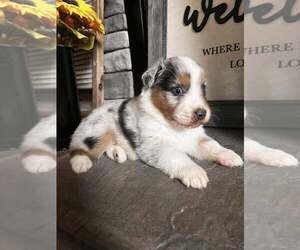 Australian Shepherd Puppy for sale in AMHERST, VA, USA
