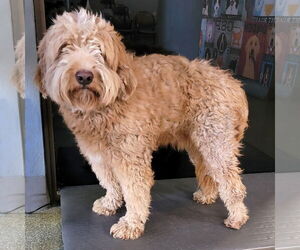 Goldendoodle (Miniature) Dogs for adoption in Glendale , AZ, USA