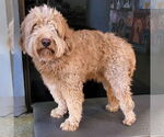 Small Goldendoodle (Miniature)
