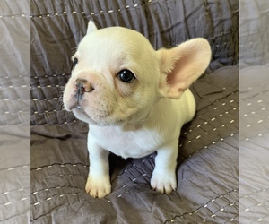 French Bulldog Puppy for sale in JOHNS ISLAND, SC, USA