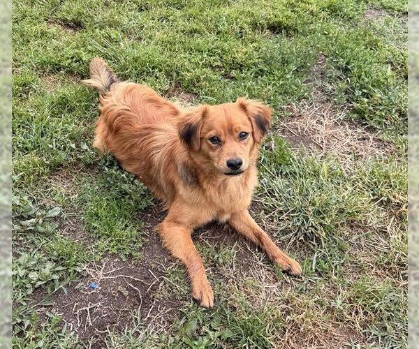 Medium Photo #1 Cavalier King Charles Spaniel-Unknown Mix Puppy For Sale in Modesto, CA, USA