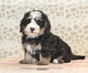 Miniature Bernedoodle Puppy for sale in DENVER, PA, USA