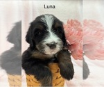 Puppy Luna Bernedoodle
