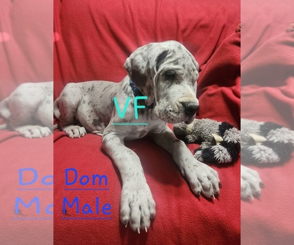 Medium Photo #1 Great Dane Puppy For Sale in GRAFTON, OH, USA