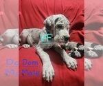 Small Photo #1 Great Dane Puppy For Sale in GRAFTON, OH, USA