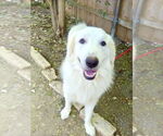 Small #3 Great Pyrenees