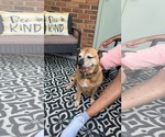 Small #5 American Staffordshire Terrier Mix