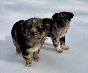 Australian Shepherd Puppy for sale in FAIR HAVEN, MI, USA