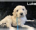 Small Photo #16 Goldendoodle Puppy For Sale in COLONIAL HEIGHTS, TN, USA