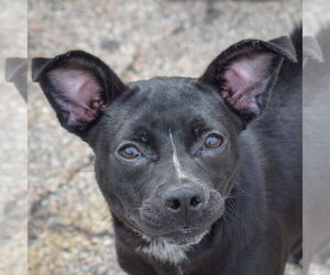 Boston Huahua Dogs for adoption in Huntley, IL, USA