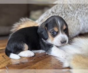 Beagle Puppy for sale in FORDLAND, MO, USA