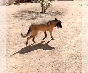 Lily - Female Mutt Dog for Adoption - Photo #10