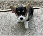 Puppy 1 Sara Rose Pembroke Welsh Corgi