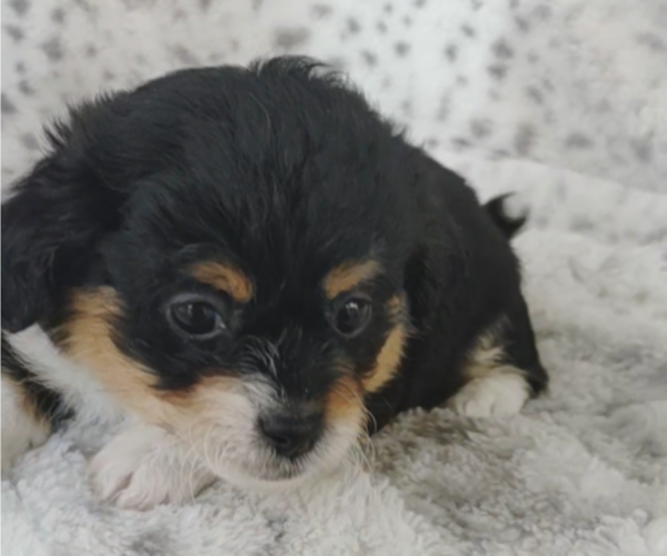 Medium Photo #8 Pembroke Welsh Corgi-Poodle (Miniature) Mix Puppy For Sale in LEBANON, MO, USA