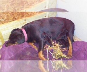 Rottweiler Puppy for sale in CONWAY, AR, USA