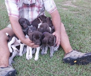 German Shorthaired Pointer Puppy for Sale in PONCE DE LEON, Florida USA