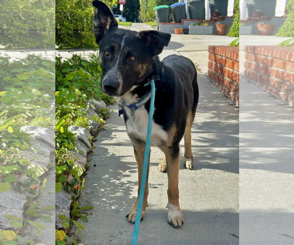 Medium Photo #7 Mutt Puppy For Sale in Newport Beach, CA, USA