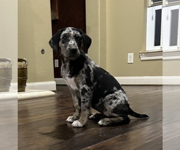 Medium Photo #1 Catahoula Leopard Dog Puppy For Sale in SPRING, TX, USA