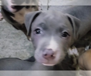 American Pit Bull Terrier Puppy for sale in BERKELEY, CA, USA