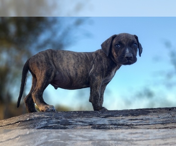 Medium Photo #14 Catahoula Leopard Dog Puppy For Sale in CUMBY, TX, USA