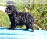 Small #44 Poodle (Toy)