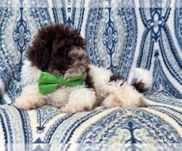 Medium Photo #8 ShihPoo Puppy For Sale in LAKELAND, FL, USA