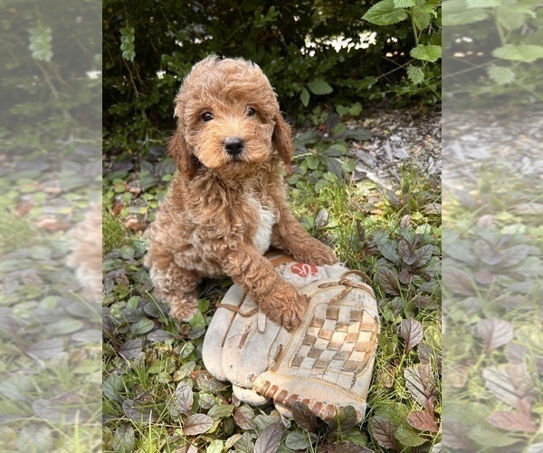 Medium Photo #2 Goldendoodle (Miniature) Puppy For Sale in MIDDLEBURY, IN, USA