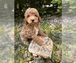 Small #1 Goldendoodle (Miniature)