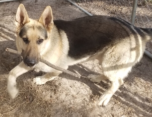 Father of the German Shepherd Dog puppies born on 01/15/2018