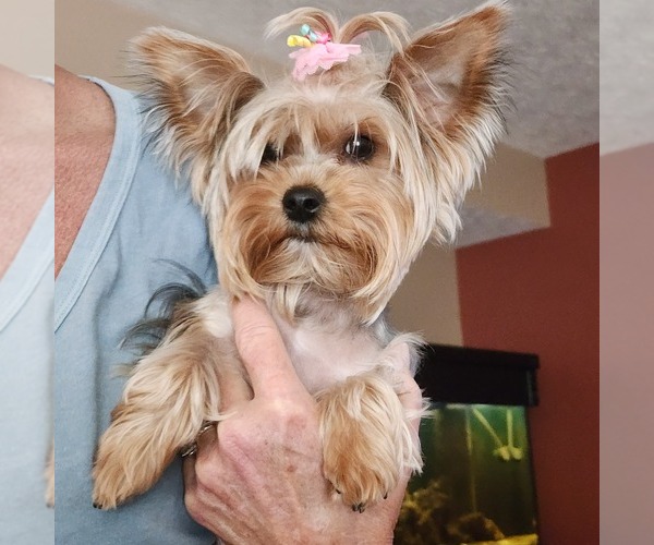 Medium Photo #1 Yorkshire Terrier Puppy For Sale in BURLINGTON, KY, USA