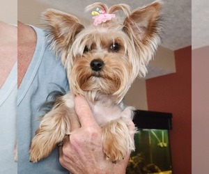 Mother of the Yorkshire Terrier puppies born on 05/14/2026