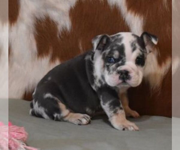 Medium Photo #1 English Bulldog Puppy For Sale in MARSHFIELD, MO, USA