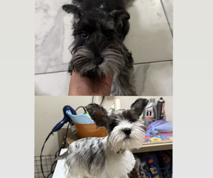 Schnauzer (Miniature) Puppy for sale in TAMPA, FL, USA