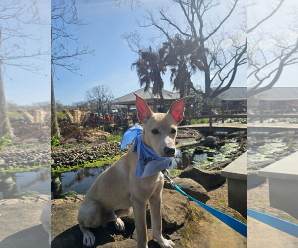 Medium Photo #9 Mutt Puppy For Sale in Rosenberg, TX, USA