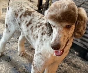 Mother of the Bernedoodle puppies born on 04/23/2026