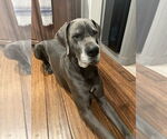 Small #1 Great Dane