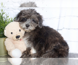 ShihPoo Puppy for sale in RED LION, PA, USA