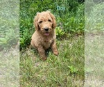 Small #25 Goldendoodle