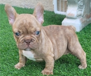 French Bulldog Puppy for sale in LAS VEGAS, NV, USA