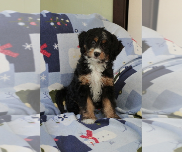 Medium Photo #8 Bernedoodle (Miniature) Puppy For Sale in MILWAUKEE, WI, USA
