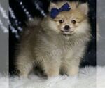 Small #2 Pomeranian