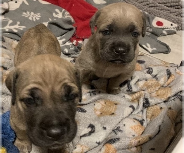 Medium Photo #3 Cane Corso Puppy For Sale in CLEARWATER, FL, USA