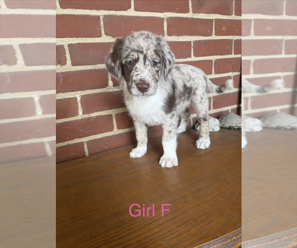 Medium Photo #1 Aussiedoodle Puppy For Sale in DAYTON, OH, USA