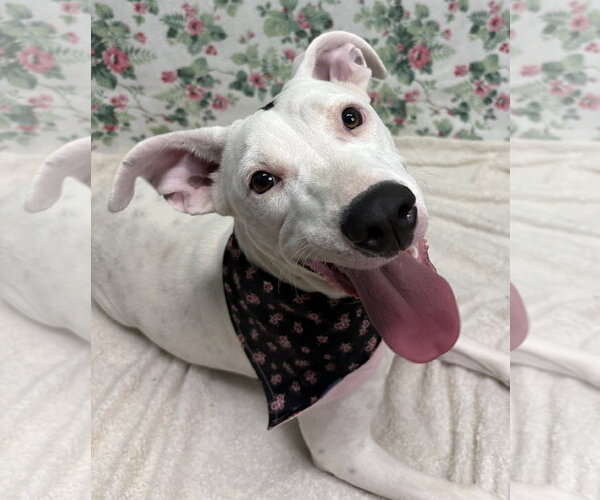 Medium Photo #2 American Pit Bull Terrier-Unknown Mix Puppy For Sale in Wetumpka, AL, USA