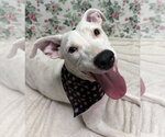 Small #1 American Pit Bull Terrier Mix